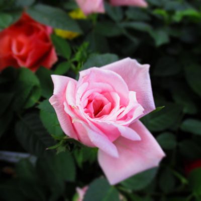 Rose Seedlings -バラの苗-